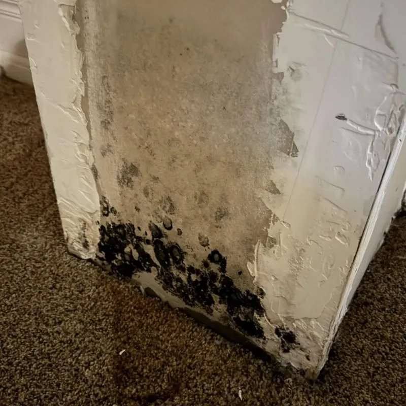 Professional Mold Removal in Thermalito, CA
